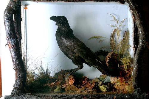 Grip, Charles Dickens' Pet Raven
