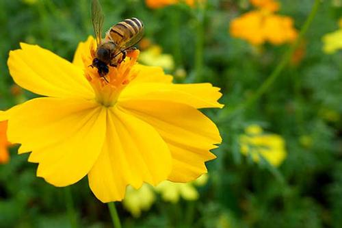 Happy National Honey Bee Day! 