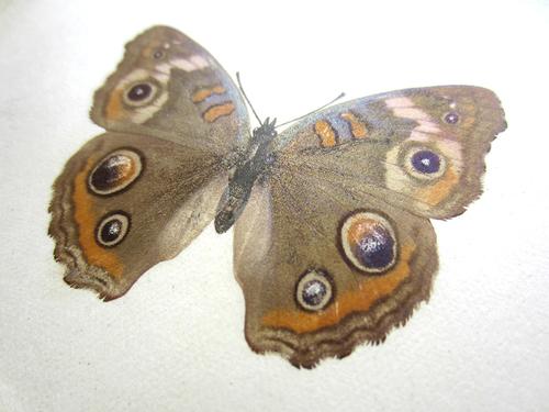 Butterfly transfer in Sherman Foote Denton's <i>As Nature Shows Them</i>, 1900