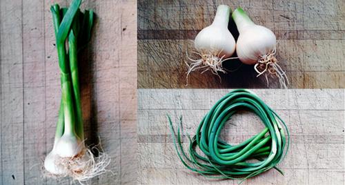Garlic—The Plant That Keeps On Giving