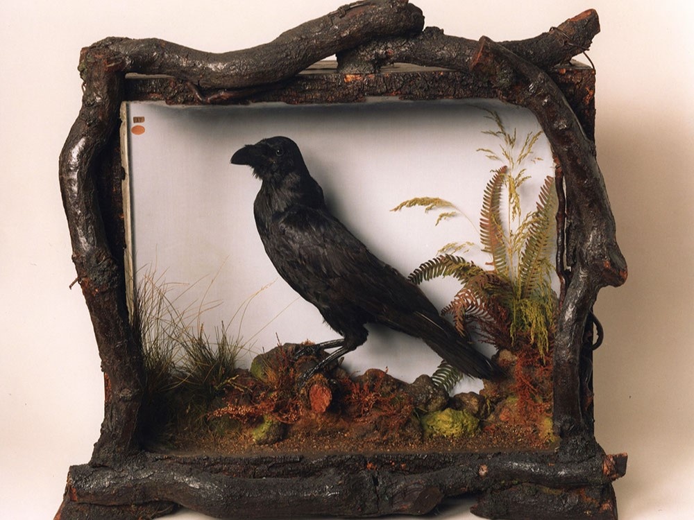 Grip, pet raven of Charles Dickens, thought to be the inspiration for Edgar Allan Poe's 