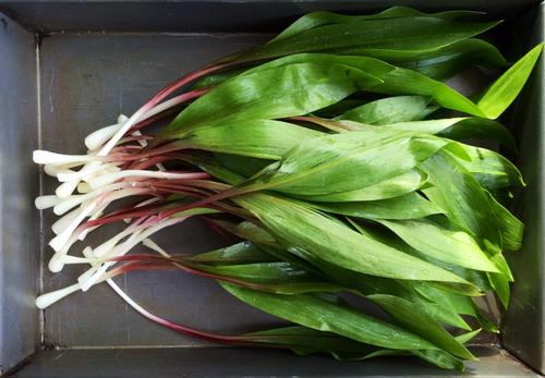 Use wild ramps this spring to make a knock-out pesto sauce.