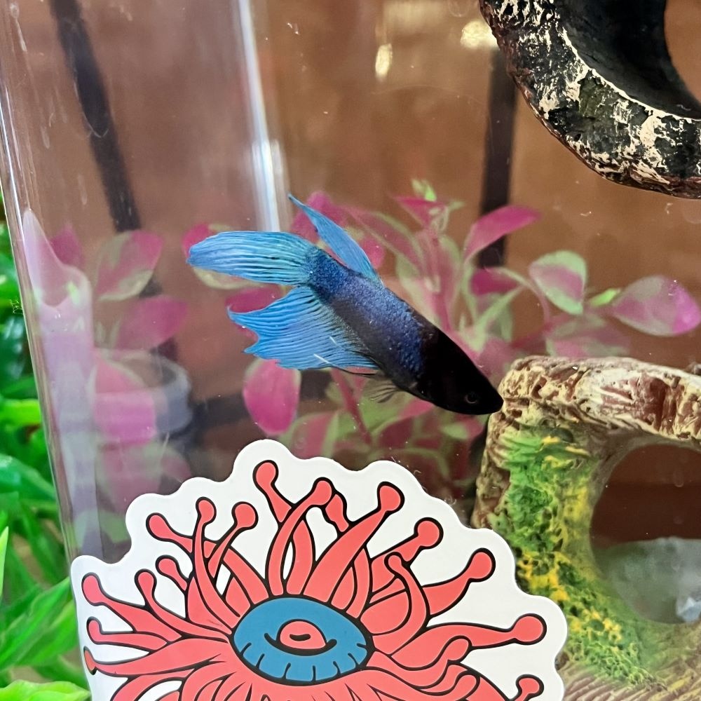 blue betta fish in tank