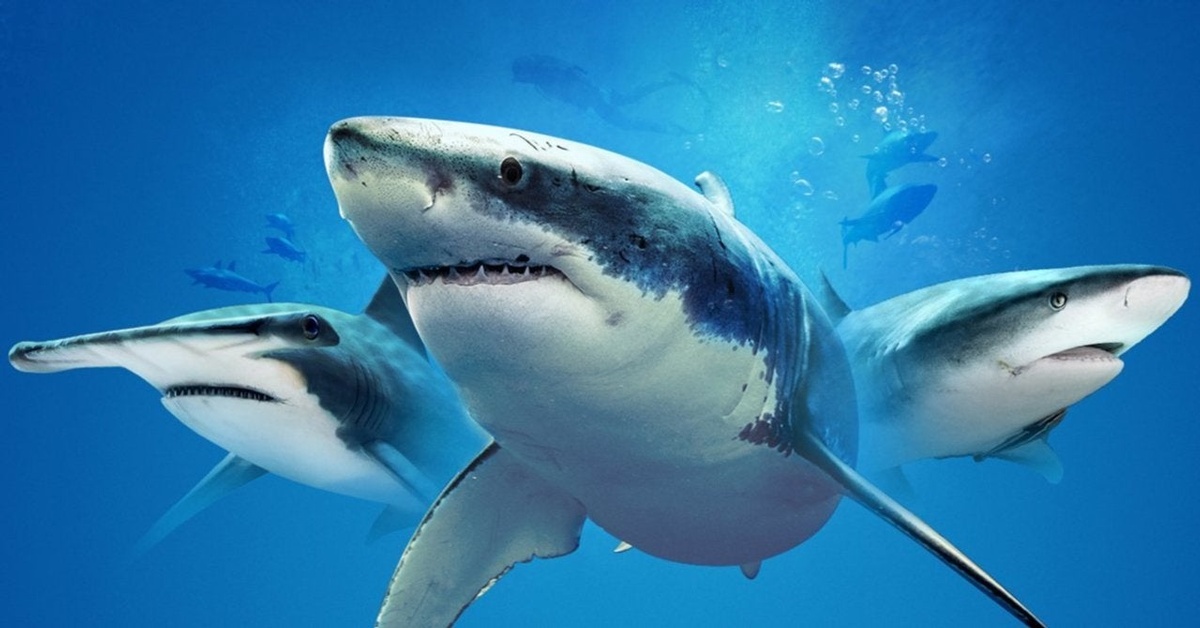 Are You Ready for Shark Week? Blog Free Library