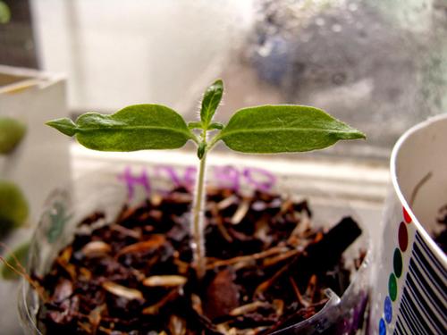 Starting a tomato seedling indoors is a great way to prep for your spring garden.