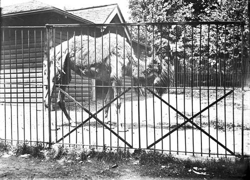 A camel at the Philadelphia Zoo in 1900
