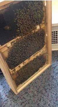 Richmond Library is the proud owner of an observatory honey bee hive!
