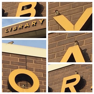 Andorra Library Sign with birds