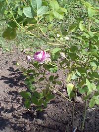 One of Eastwick Library's new rose bushes