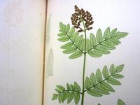 Nature print by Henry Bradbury from The Nature-printed British Ferns, octavo edition, 1863