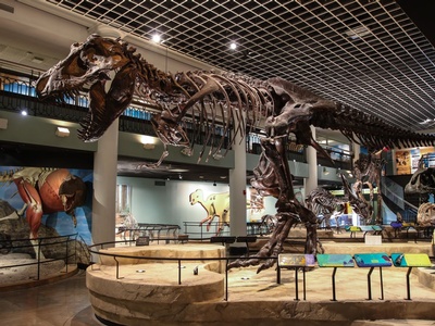 Tyrannosaurus rex and dozens of other dinosaur and marine fossils in Dinosaur Hall are one reason why people call the Academy 