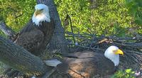 Mr. President and The First Lady, bald eagles who live at the National Arboretum in Washington D.C.