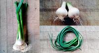 Garlic—The Plant That Keeps On Giving