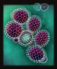 Pandemic H1N1 Virus 