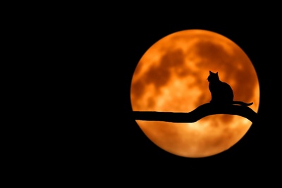 A cat is silhouetted on a branch, dark against an orange harvest moon.