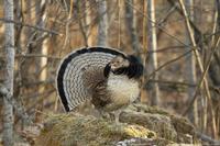 The Ruffled Grouse is the official bird of Pennsylvania.