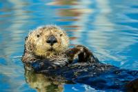 This California sea otter lives at the Monterey Bay Aquarium
