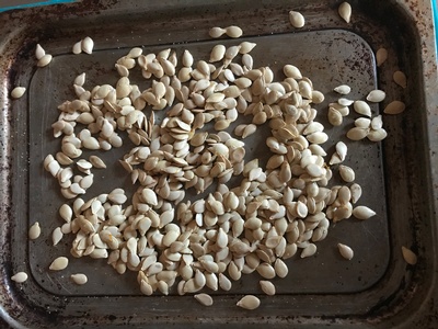 Squash seeds ready for roasting.