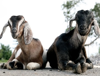 All ages are invited to meet the goats, see where they live, and learn all about their lives on Wednesday, July 22.