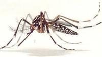 The Zika virus is transmitted to people primarily by Aedes aegypti mosquitoes.