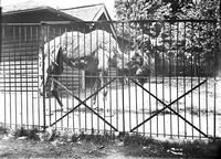 A camel at the Philadelphia Zoo in 1900